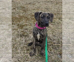 American Pit Bull Terrier-Labrador Retriever Mix Dogs for adoption in Brewster, NY, USA