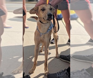 Ibizan Hound Dogs for adoption in Southampton, NY, USA