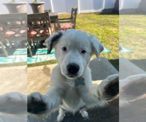 Great Pyrenees-Huskies Mix Dogs for adoption in Holly Springs, NC, USA