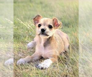 Malchi Dogs for adoption in Plantation, FL, USA