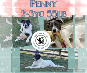 Labrador Retriever-Unknown Mix Dogs for adoption in Crystal, MN, USA