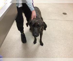 American Pit Bull Terrier Dogs for adoption in Riverside, CA, USA