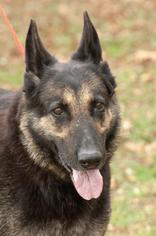 German Shepherd Dog Dogs for adoption in Johnson City, TN, USA