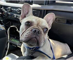 French Bulldog Dogs for adoption in Rancho Cucamonga, CA, USA
