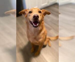 Golden Retriever Dogs for adoption in Dalzell, SC, USA