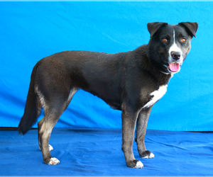 Labrador Retriever-Unknown Mix Dogs for adoption in Pasadena, CA, USA