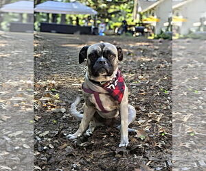 Puggle Dogs for adoption in Westwood, NJ, USA