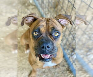 Boxer Dogs for adoption in Austin, TX, USA