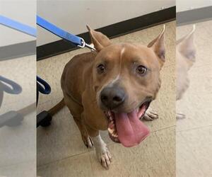 American Pit Bull Terrier-Unknown Mix Dogs for adoption in Plano, TX, USA