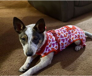 Mutt Dogs for adoption in Springdale, PA, USA