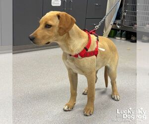 Labrador Retriever-Retriever  Mix Dogs for adoption in Washington, DC, USA