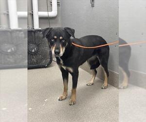 German Shepherd Dog-Unknown Mix Dogs for adoption in Las Vegas, NV, USA