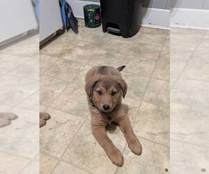 Mutt Dogs for adoption in Evansville, IN, USA