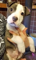American Pit Bull Terrier Dogs for adoption in Prosser, WA, USA