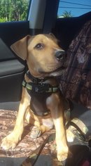 Medium Photo #1 Bullypit Puppy For Sale in Key Largo, FL, USA