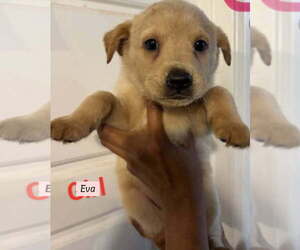 Golden Labrador Dogs for adoption in Brewster, NY, USA