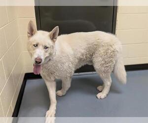 Siberian Husky Dogs for adoption in Denver, CO, USA