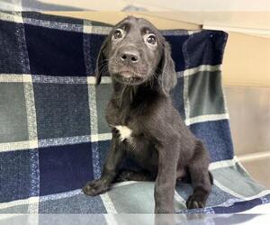 Labrador Retriever Dogs for adoption in HESPERIA, CA, USA