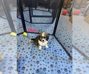 Mutt Dogs for adoption in Jackson Township, NJ, USA