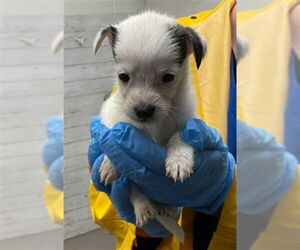 Mutt Dogs for adoption in San Bernardino, CA, USA