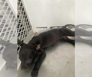 American Pit Bull Terrier Dogs for adoption in Bakersfield, CA, USA