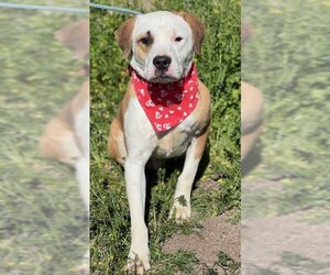 Lab-Pointer Dogs for adoption in Phoenix, AZ, USA