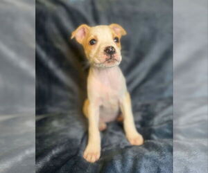 Boxer-Unknown Mix Dogs for adoption in Monterey, VA, USA