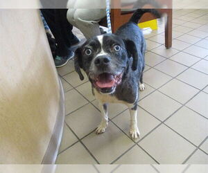 Beagle-Unknown Mix Dogs for adoption in Ocala, FL, USA