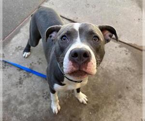 Mutt Dogs for adoption in Martinez, CA, USA