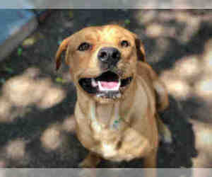 Rottweiler Dogs for adoption in Chandler, AZ, USA