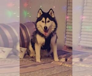 Medium Photo #1 Siberian Husky Puppy For Sale in Ogden, UT, USA