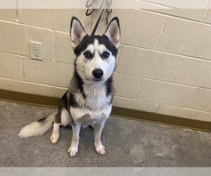 Small Siberian Husky