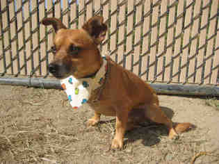 Chiweenie Dogs for adoption in Norco, CA, USA