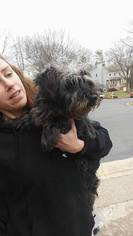 Medium Photo #1 Mutt Puppy For Sale in Woodbridge, VA, USA