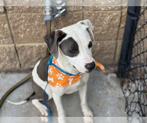 American Pit Bull Terrier Dogs for adoption in Tulsa, OK, USA
