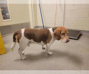 Beagle Dogs for adoption in West Valley, UT, USA