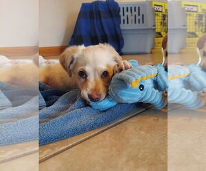 Chihuahua-Unknown Mix Dogs for adoption in New London, WI, USA