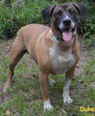 Black Mouth Cur-Jack Russell Terrier Mix Dogs for adoption in Webster, FL, USA
