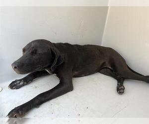 Labrador Retriever-Unknown Mix Dogs for adoption in Augusta, GA, USA