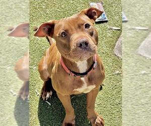 American Staffordshire Terrier Dogs for adoption in Fort Lauderdale, FL, USA