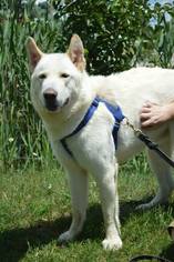 Akita Dogs for adoption in Livonia, MI, USA