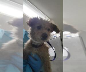 Norfolk Terrier-Unknown Mix Dogs for adoption in Bakersfield, CA, USA