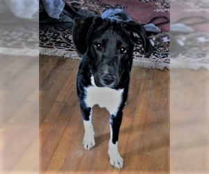 Labrador Retriever-Unknown Mix Dogs for adoption in Montello, WI, USA