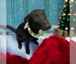 Mutt Dogs for adoption in Vail, AZ, USA