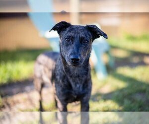 Mutt Dogs for adoption in oakland, FL, USA