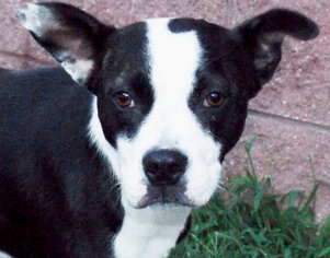 Boston Terrier-Unknown Mix Dogs for adoption in Oxford, MS, USA