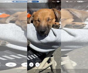 Labrador Retriever-Unknown Mix Dogs for adoption in NYC, NY, USA