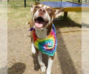 Huskies -Labrador Retriever Mix Dogs for adoption in San Antonio, TX, USA