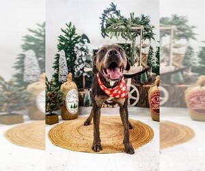 American Pit Bull Terrier-Unknown Mix Dogs for adoption in Corpus Christi, TX, USA