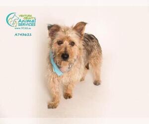 Australian Terrier Dogs for adoption in Camarillo, CA, USA